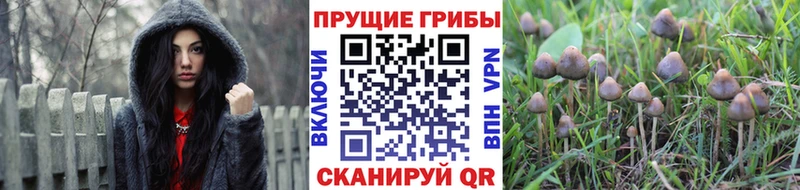 Купить закладки  Горбатов  Псилоцибиновые грибы мицелий 